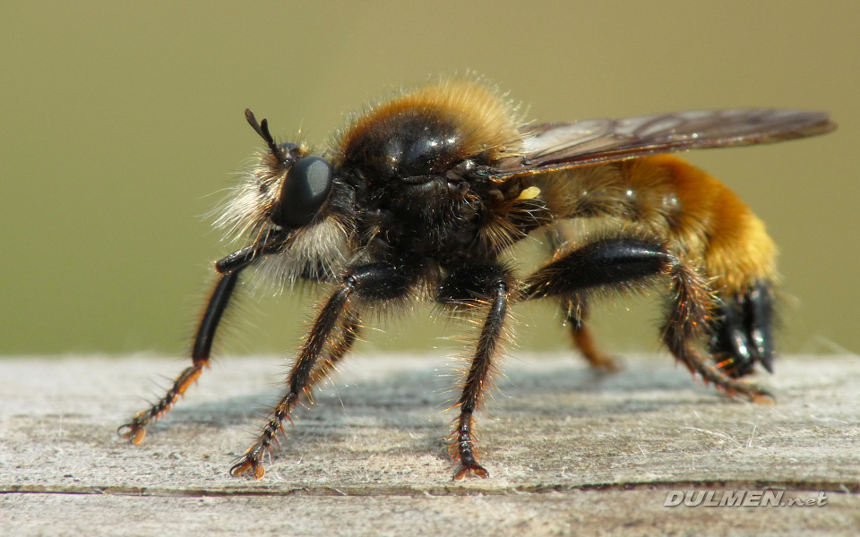 Robber Fly (Laphria flava)